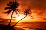 palmsunset2.jpg
